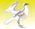 Kostur ptica